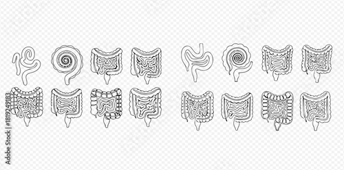 Set of human intestine line art icons, showing small and large bowel anatomy for medical and educational purposes.