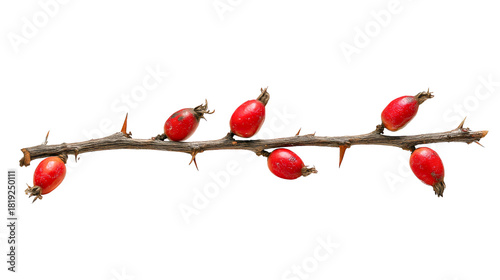 A dry thorny branch with red rose hip berries isolated on a white background, a wild rose twig for autumn decoration, a natural dog rose plant with fruit, a herbal medicine ingredient.
