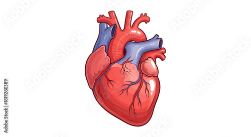 Detailed human heart illustration showcases intricate anatomical structure and function