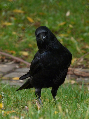 Carrion crow