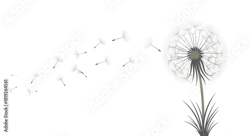 Delicate illustration of a dandelion with its seeds being carried away by a gentle breeze on a white background.