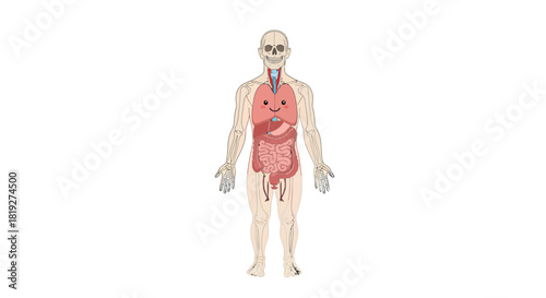 Human anatomy presented in a simplified and educational manner with cartoon organs and skeleton