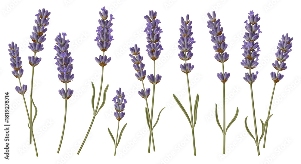 Obraz premium Exquisite lavender flower botanical illustration collection showcasing beautiful purple blossoms and elegant green stems perfect for natural beauty and serene designs