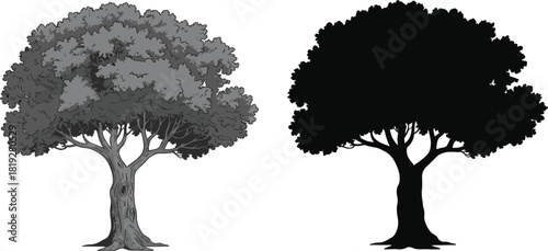 Detailed vector illustration and silhouette of a large, mature oak tree with dense foliage and thick trunk, isolated on white