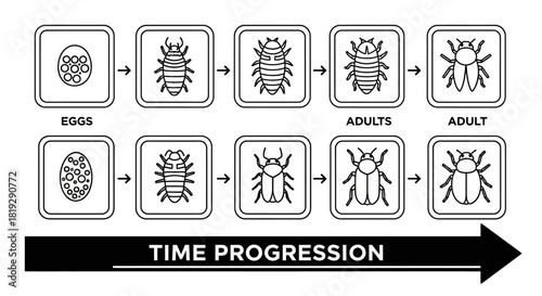 Insect Life Cycle Stages From Egg To Adult Progression.