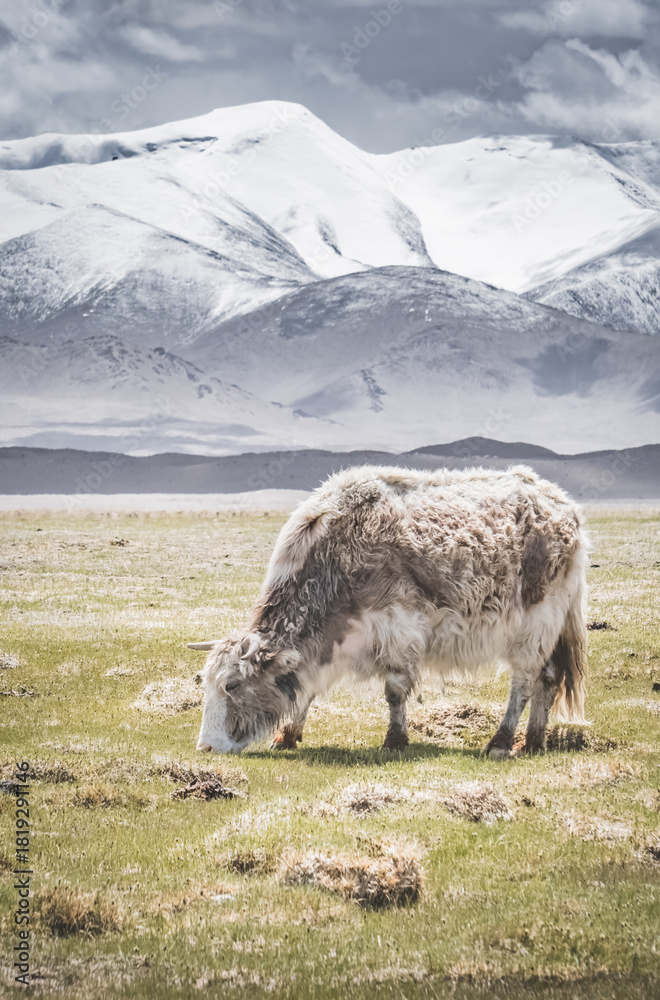 Fototapeta premium A white yak grazing and wandering across grassy pastures in the Tien Shan Mountains of the Pamirs in Tajikistan, against a backdrop of snow-capped mountain peaks and glaciers, in cloudy weather