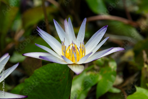 Beautiful lotus flowers in the lotus pond