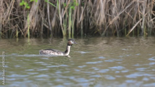  The Bahri, whose scientific name is Podiceps Cristatus, is from the Podicipedidae family.