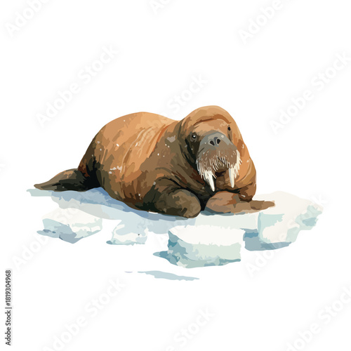 Arctic Walrus Resting on Ice Floe Vector Illustration.