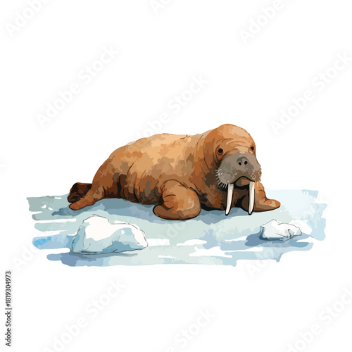 Arctic Walrus on Ice Vector Illustration.