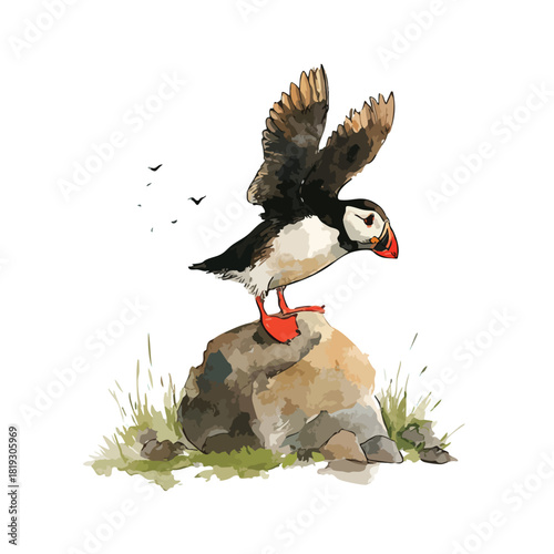 Atlantic Puffin Bird Taking Flight Watercolor Illustration.