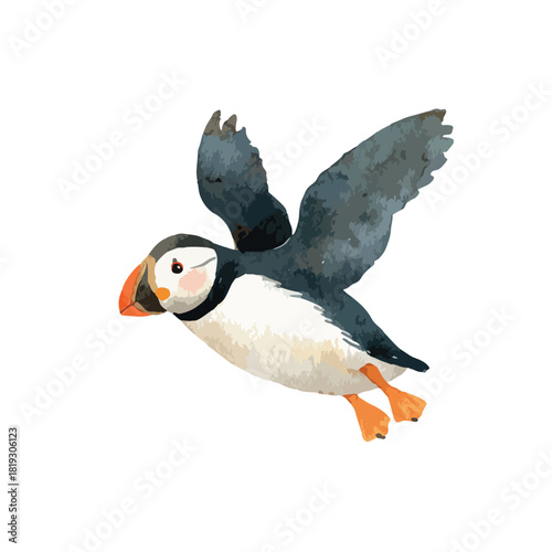 Atlantic Puffin Flying Watercolor Illustration.