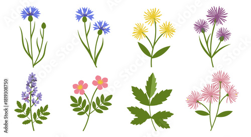 Collection of illustrated wildflowers and foliage, showcasing various colorful floral arrangements.