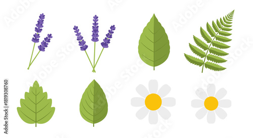 A collection of various botanical illustrations featuring lavender, mint leaves, a fern frond, and daisies.