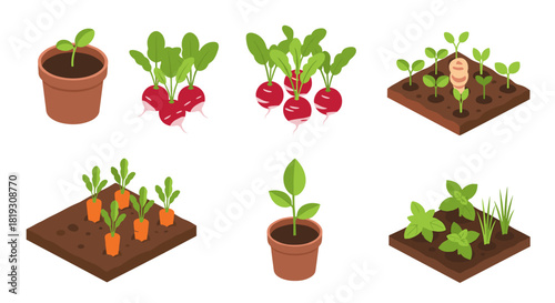 Isometric illustration showing the growth stages of various plants, including seedlings in pots, radishes, and carrots in garden beds.