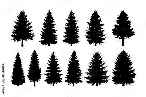 Set of realistic vector silhouettes of coniferous trees - isolated
