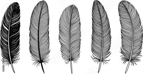 Feather line drawing, black and white sketch, artistic detail, nature-inspired design, symmetrical barbs, stylized illustration, decorative concept
