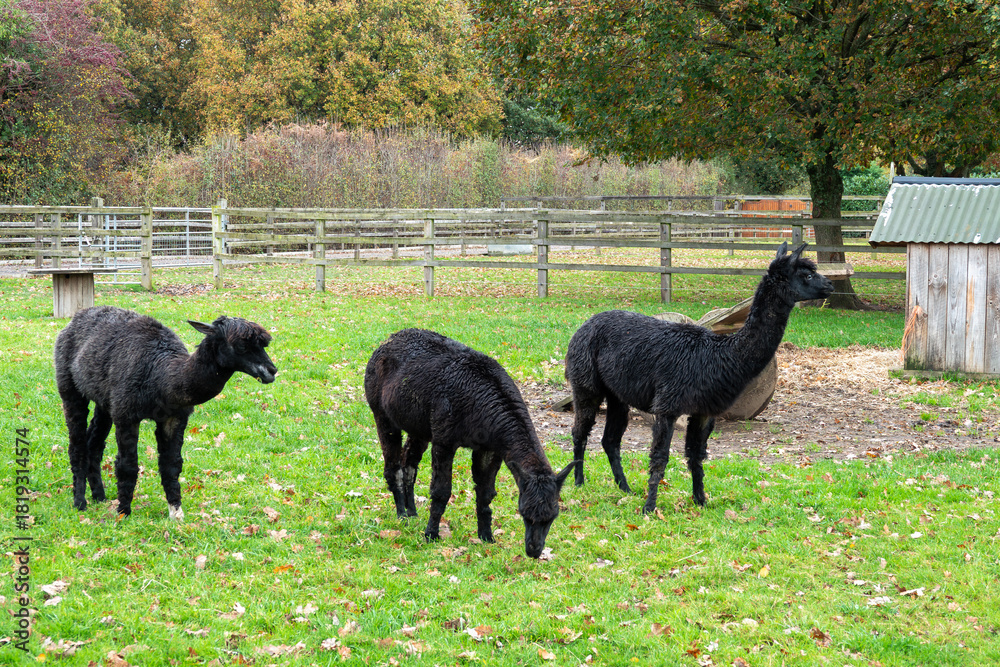 Fototapeta premium portrait of three cute black alpacas