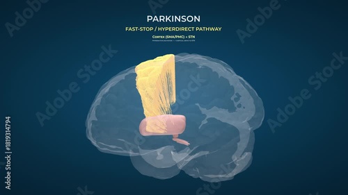 Parkinson Brain  Basal Ganglia Neural Function on Transparent Background