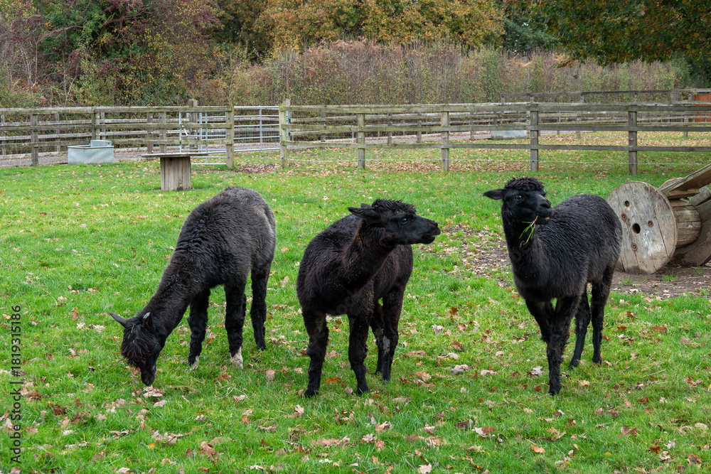 Fototapeta premium portrait of three cute black alpacas
