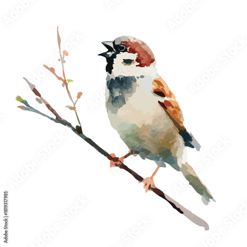 Chirping Sparrow Watercolor Illustration on Branch.