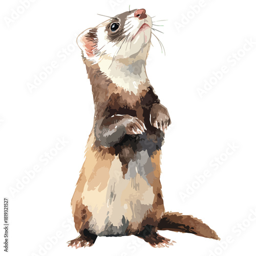 Curious Ferret Standing Up Looking Cute Pet Animal Illustration.