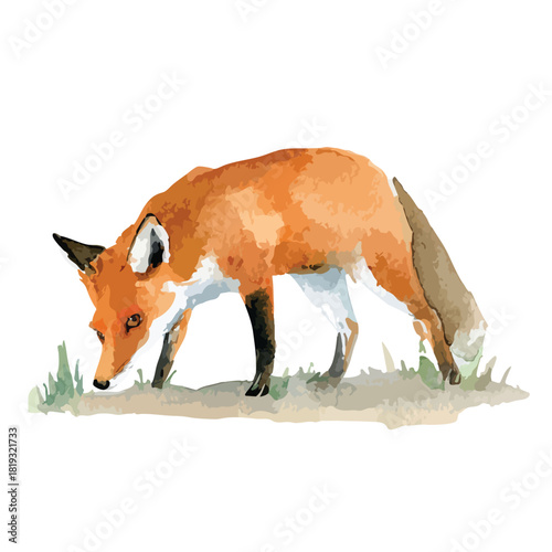 Curious Red Fox Vector Illustration Foraging in Grass.