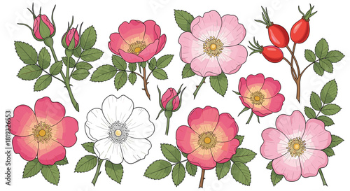 A vibrant collection of wild rose botanical elements, featuring delicate pink and white flowers, green leaves, buds, and ripe red rose hips.
