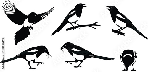 Set of Eurasian Magpie bird silhouettes, featuring flying, standing and perched poses, black and white vector illustration for nature and wildlife design.