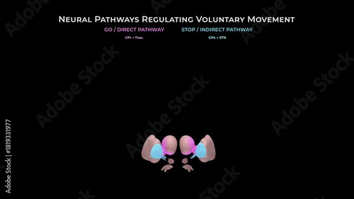 Healthy Basal Ganglia Activity With Direct Pathway Visible on Transparent Background