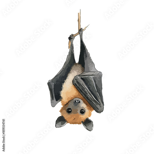 Cute Flying Fox Bat Hanging Upside Down Illustration 2.