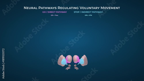 Healthy Brain Basal Ganglia Direct Pathway Activity on Solid Blue Background