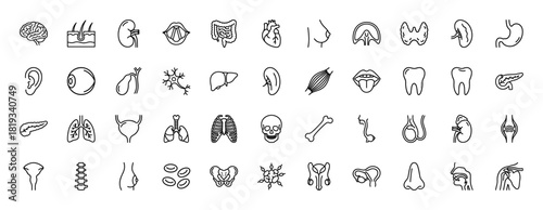 Human anatomy line icon set. Vector pictograms of heart, brain, lungs, liver, stomach, kidney, intestines, teeth, and other internal organs, thin linear illustration.