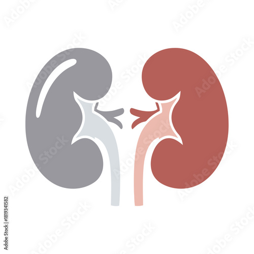 Human kidneys anatomical diagram. renal system health organ icon.