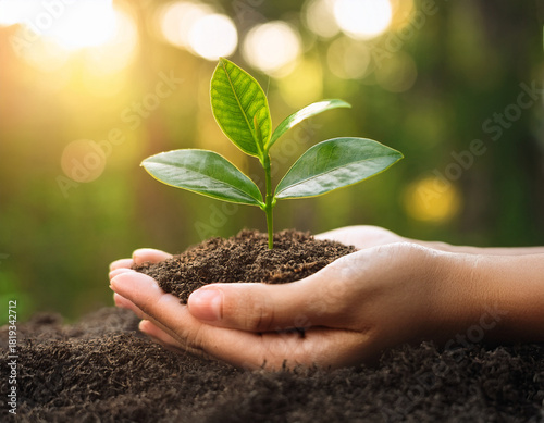 Two hands of the men were holding seedling to be planted. environmentally friendly investments.