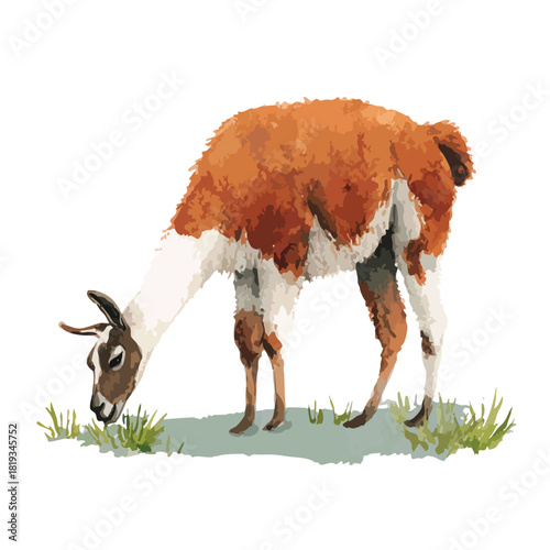 Cute Llama Grazing on Green Grass Vector Illustration.
