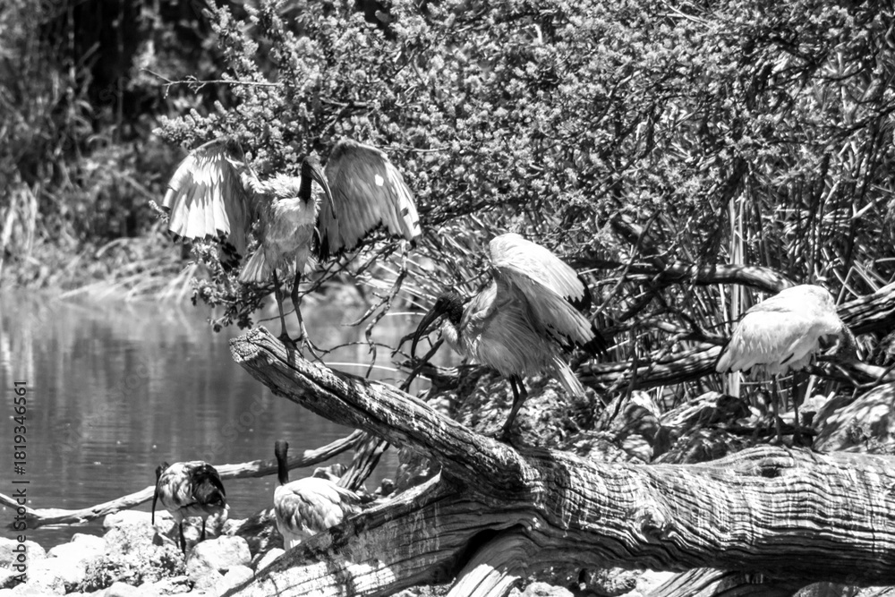 Obraz premium A flock of Sacred Ibises (Threskiornis aethiopicus) busy displaying with their wings spread on a fallen tree in a birding dam in South Africa.