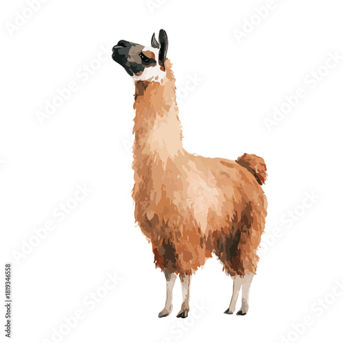 Cute Llama Vector Illustration Isolated Animal Art.