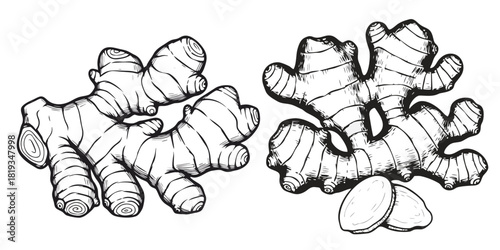 Two Hand Drawn Ginger Root Illustrations on White Background Organic Spice and Food Ingredient Collection