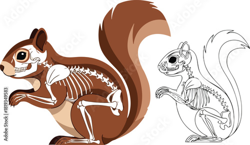 Anatomy of a Squirrel Illustrated Skeleton and Body Structure