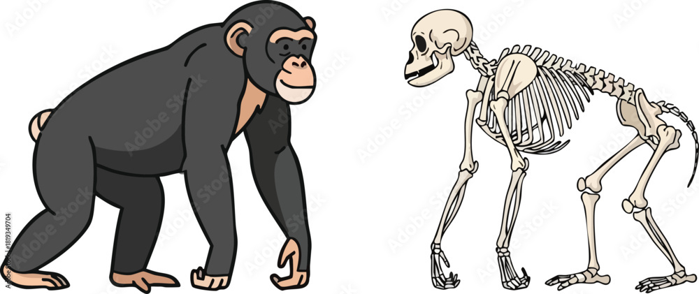 Poster Chimpanzee Anatomy Comparing Form & Structure, Cartoon vs ...