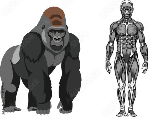 Gorilla and Human Muscle Comparison Illustration