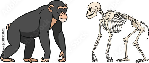 Chimpanzee Anatomy Comparing Form & Structure, Cartoon vs