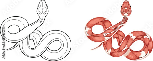 Snake Anatomy Illustration A Detailed Look at Muscle Structure