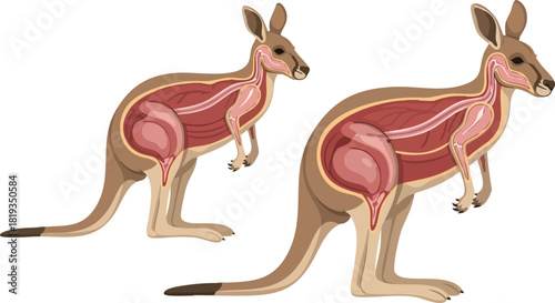 Kangaroo Anatomy Diagram
