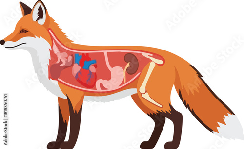 Detailed Fox Anatomy Illustration Internal Organs and Structure