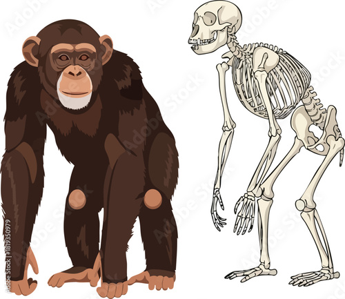 Evolutionary Comparison Chimpanzee and Human Skeleton Anatomy