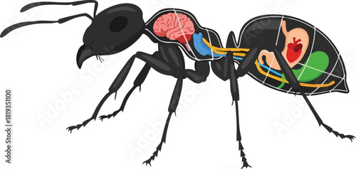 Anatomy of an Ant A Detailed Biological Illustration