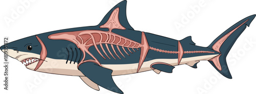 Anatomical Shark Illustration Detailed Skeletal Structure