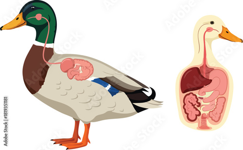 Duck Anatomy Illustration with Digestive System Diagram